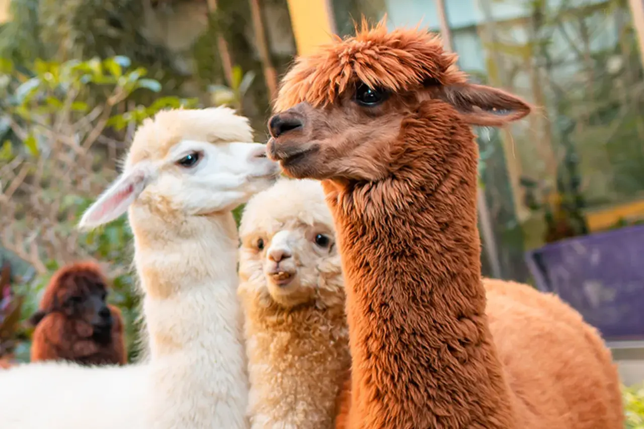 珠海長隆馬戲飯店（海洋王國） (12)