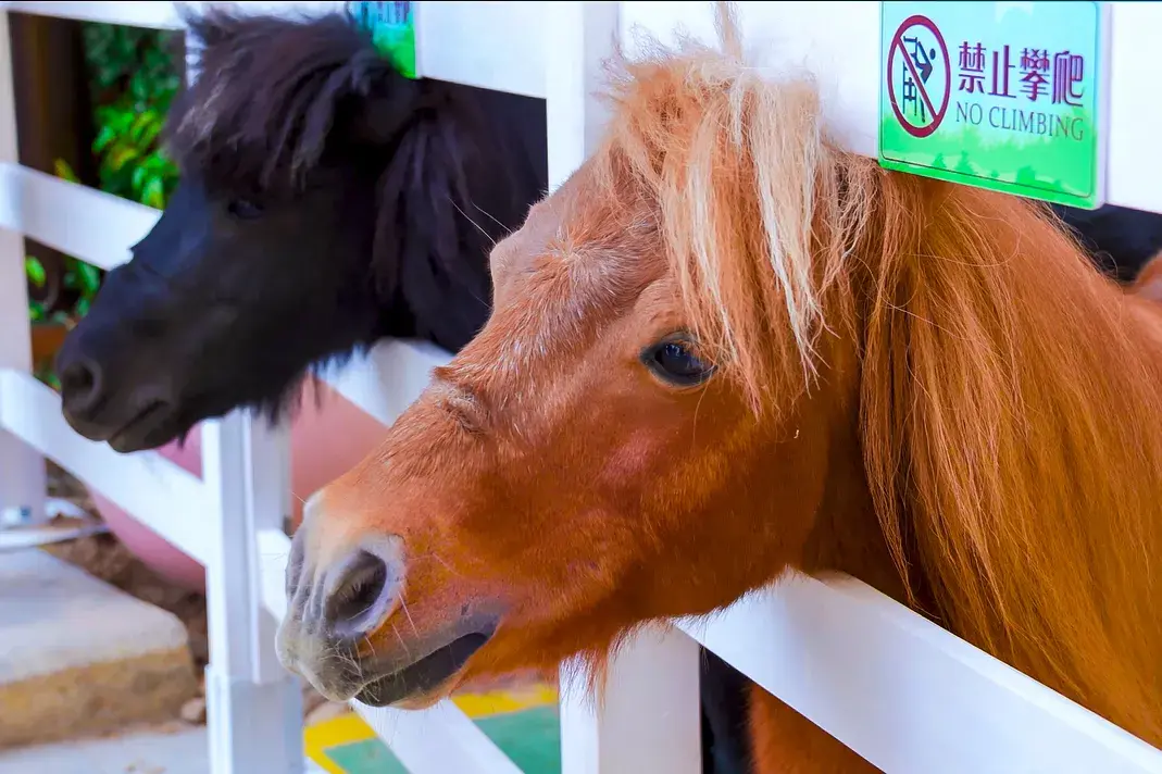 珠海長隆馬戲飯店（海洋王國） (15)