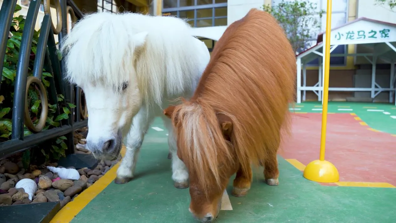 珠海長隆馬戲飯店（海洋王國） (16)
