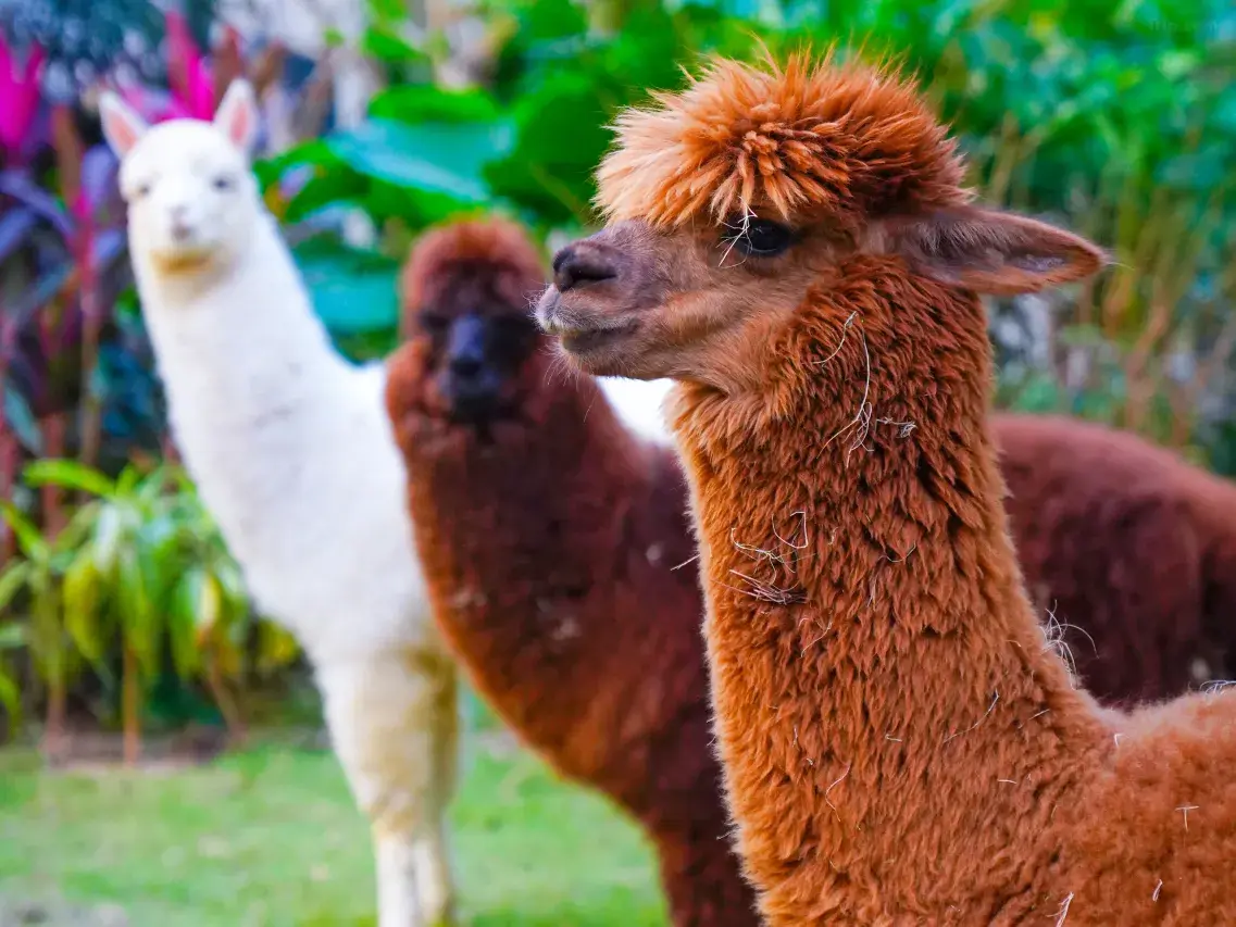 珠海長隆馬戲飯店（海洋王國） (17)